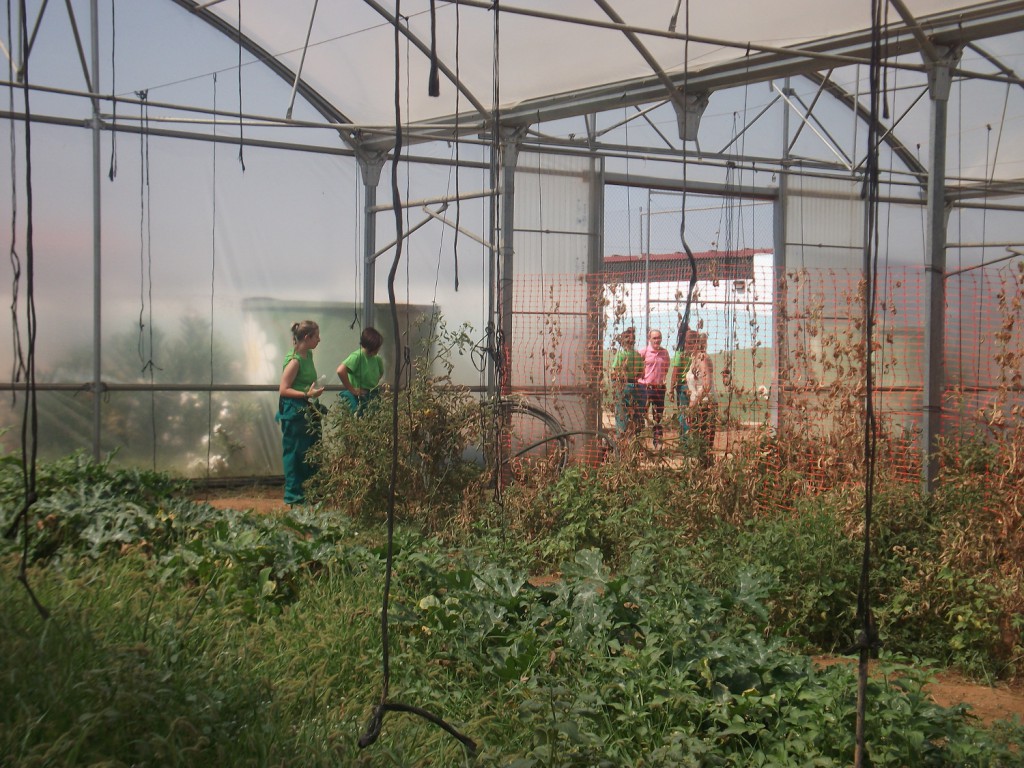 Diagrama staff and young people